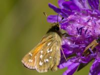 Hesperia comma Skäpperöds fälad, Hörby, Skåne, Sweden 20140720_0060