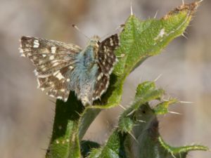 Muschampia tesellum - Tesselated Skipper