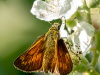 Ochlodes sylvanus Järavallen, Kävlinge, Skåne, Sweden 20160709_0118