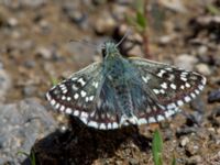 Pyrgus armoricanus Nemrut Dagi, Turkey 20120704B 471