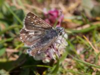 Pyrgus armoricanus Simris strandmark, Simrishamn, Skåne, Sweden 20150703_0011