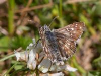 Pyrgus armoricanus Simris strandmark, Simrishamn, Skåne, Sweden 20150703_0018