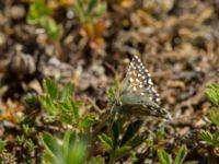 Pyrgus malvae Gösslunda, Mörbylånga, Öland, Sweden 20170526_0419