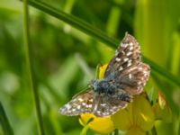 Pyrgus malvae Gyetorpskärret, Kristianstad, Skåne, Sweden 20170610_0124