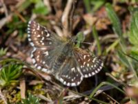 Pyrgus malvae Risen, Genarp, Lund, Skåne, Sweden 20140501_0020