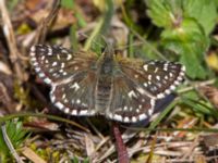 Pyrgus malvae Risen, Genarp, Lund, Skåne, Sweden 20140501_0024