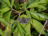 Pyrgus malvae Tveta reningsverk, Mörbylånga, Öland, Sweden 20170525_0312