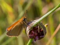 Thymelicus lineola Hilleshögs dalar, Landskrona, Skåne, Sweden 20170709_0283