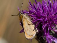 Thymelicus lineola Horna, Åhus, Kristianstad, Skåne, Sweden 20130723-152