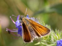 Thymelicus lineola Husie mosse, Malmö, Skåne, Sweden 20150809_0018