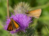 Thymelicus lineola Rosenhällvägen, Hilleshög, Landskrona, Skåne, Sweden 20160711_0080