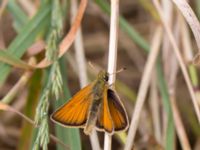 Thymelicus lineola Toarpsdammen, Malmö, Skåne, Sweden 20150723_0052