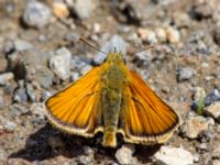 Thymelicus sylvestris Nemrut Dagi, Turkey 20120704B 450