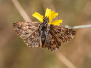 Charcarodus flocciferus - Tufted Skipper