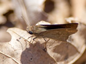 Gegenes pumilio - Pigmy Skipper - Mindre stensmygare