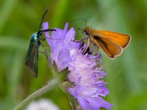 Thymelicus lineola - Essex Skipper - Mindre tåtelsmygare