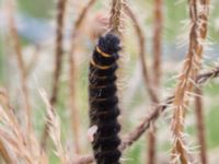 Macrothylacia rubi larva Hammar, Ystad, Skåne, Sweden 20160727_0070