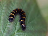 Macrothylacia rubi larva Vombs Ö vattenverksdammar, Lund, Skåne, Sweden 20100812 081