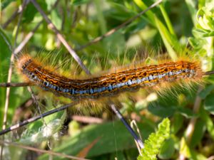 Malacosoma castrense - Ground Lackey - Ängsringspinnare