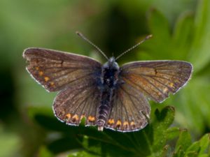 Aricia agestis - Brown Argus - Rödfläckig blåvinge