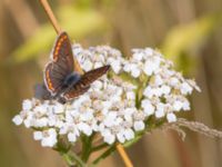 Aricia agestis Almåsa, Malmö, Skåne, Sweden 20150814_0029