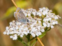 Aricia agestis Almåsa, Malmö, Skåne, Sweden 20150814_0032