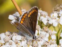 Aricia agestis Almåsa, Malmö, Skåne, Sweden 20150814_0034