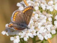 Aricia agestis Almåsa, Malmö, Skåne, Sweden 20150814_0041