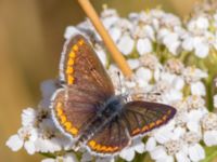 Aricia agestis Almåsa, Malmö, Skåne, Sweden 20150814_0043