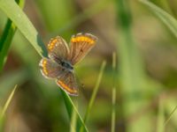 Aricia agestis Chalaubani, Kakheti, Georgia 20180426_1693