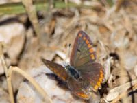 Aricia agestis Demergy, Crimea, Russia 20150918_0011