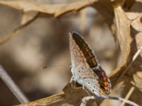 Aricia agestis Fiolent, Crimea, Russia 20150914_0015