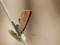 Aricia agestis Karadag, Koktebel, Crimea, Russia 20150920_0062