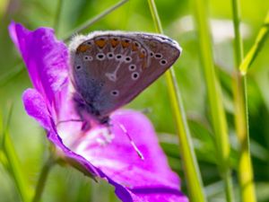 Aricia eumedon - Geranium Argus - Brun blåvinge