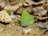 Callophrys rubi Tokhliauri, Kakheti, Georgia 20180428_0731