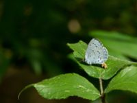 Celastrian argiolus Järavallen, Kävlinge, Skåne, Sweden 20160713_0114