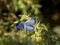 Celastrina argiolus Devdoraki Valley, Stepantsminda, Mtskheta-Mtianeti, Georgia 20180425_1981