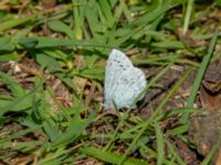 Celastrina argiolus Hammars park, Malmö, Skåne, Sweden 20200508_0017