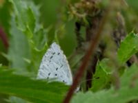 Celastrina argiolus Toarp, Malmö, Skåne, Sweden 20160813_0027