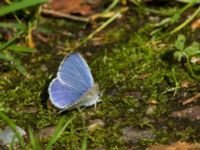 Celastrina argiolus male Järavallen, Kävlinge, Skåne, Sweden 20160713_0121