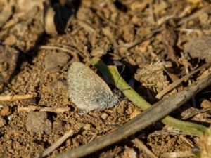 Cupido lorquinii - Lorquin's Blue