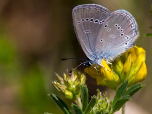 Cupido minimus - Little Blue - Mindre blåvinge