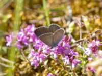 Cupido minimus Everöds järnvägsbank, Kristianstad, Skåne, Sweden 20190623_0021