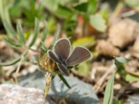 Cupido minimus Tveta reningsverk, Mörbylånga, Öland, Sweden 20170525_0396