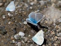 Cupido osiris et Polyommatus aedon Nemrut Dagi, Turkey 20120704 514