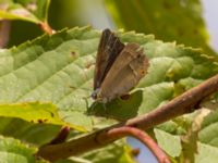 Favonius quercus N Björkelundadammen, Malmö, Skåne, Sweden 20220728_0168