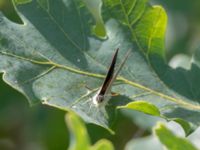 Favonius quercus Stenshuvud, Simrishamn, Skåne, Sweden 20180706_0009