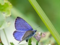 Glaucopsyche alexis Fjärilsvägen, Grinduga, Gävle, Gästrikland, Sweden 20150705_1317