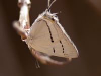 Iolaus glaucus Yotvata, Israel 20130329 330