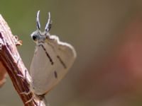 Iolaus glaucus Yotvata, Israel 20130329 331